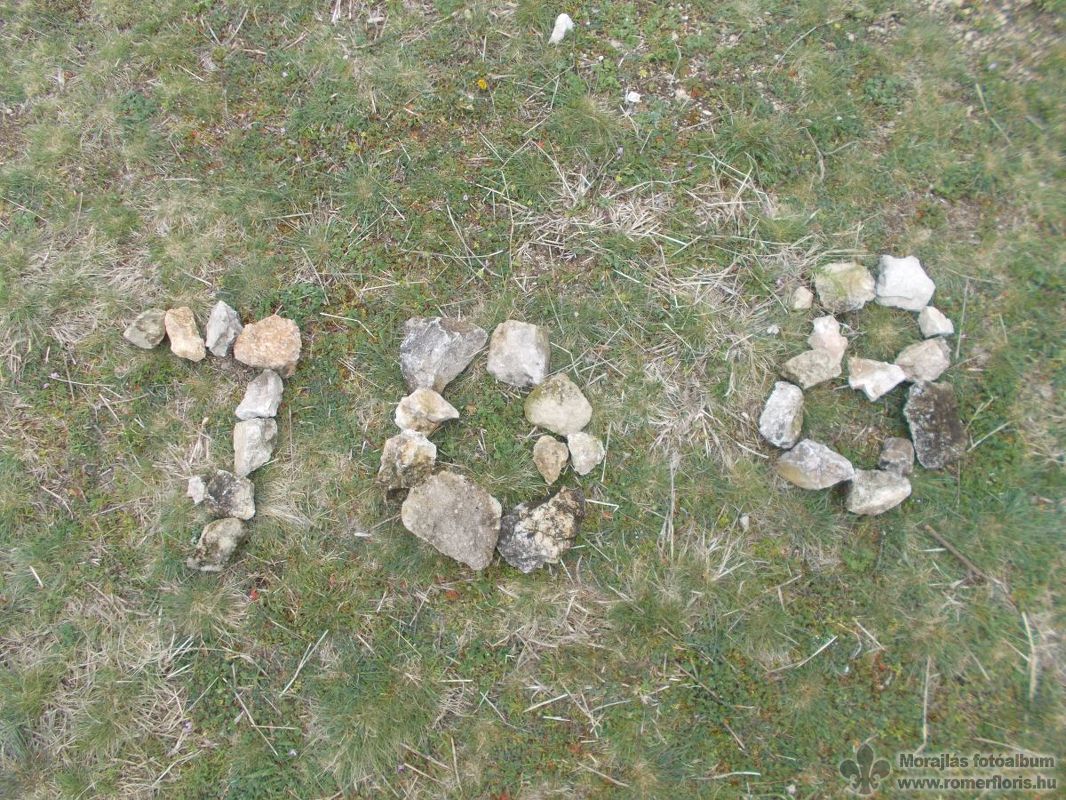 Tigris őrs, Szárliget-Szár